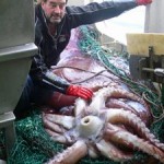 Colossal Squid To Be Dissected Online