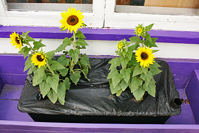 Rosemary Court Earth Boxes