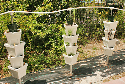 Rosemary Court Hydroponic Planters