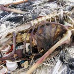 The Great Pacific Garbage Patch Averts An Environmental Near-Disaster In My Own Home