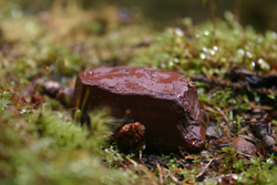 One Square Inch Olympic National Park