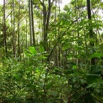 Restoring Our Tropical Rain Forests