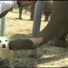 The Unconditional Love of Animals