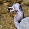 “Taking The Waters” At Warm Mineral Springs In North Port, Florida