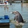 Shaking Hands With A Dolphin