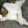 Cats Are The Stars At The Hemingway House In Key West