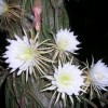 Natural Wonders in Downtown Sarasota