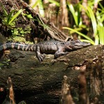 Babcock_Wilderness1 Alligator