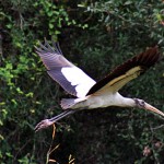 Babcock_Wilderness10 Wood stork