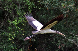 Wood stork