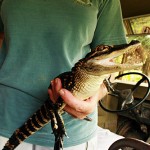 Babcock_Wilderness11 Baby alligator