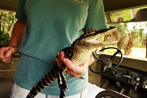 Baby alligator