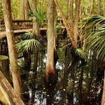 Babcock_Wilderness12 Telegraph swamp