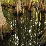 Babcock_Wilderness13 Telegraph swamp