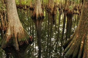 Telegraph swamp