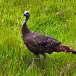 Babcock_Wilderness14 Wild turkey