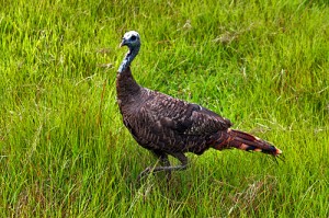 Wild turkey