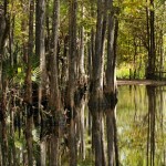Babcock_Wilderness2 Telegraph swamp