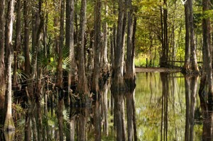 Telegraph swamp