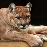 Babcock_Wilderness3 Southern cougar