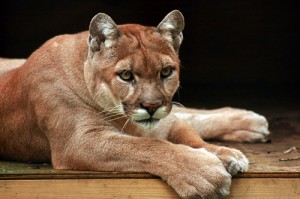 Southern cougar