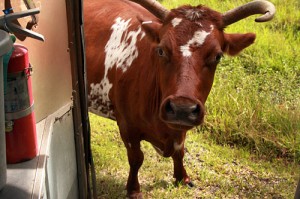 Cracker cattle