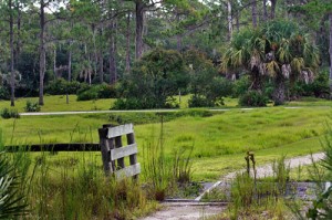 Verdant pasture
