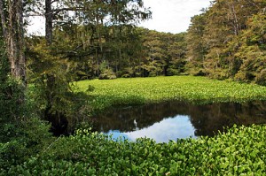 Marsh land