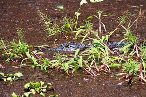 Submerged alligator