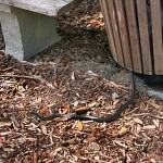 Snake