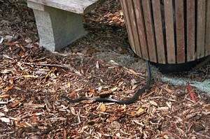 Snake