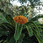 Giant Fern
