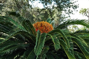 Giant Fern