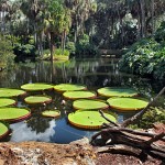 Giant Lillies