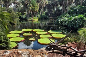 Giant Lillies