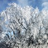Winter in Frozen Illinois