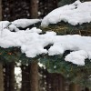 Morton Arboretum – 1,700 Acres of Winter Wonderland