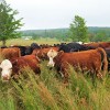 Living Close to the Land in the Adirondack Mountains