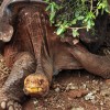 Hot Babes and Cool Dudes in the Galapagos