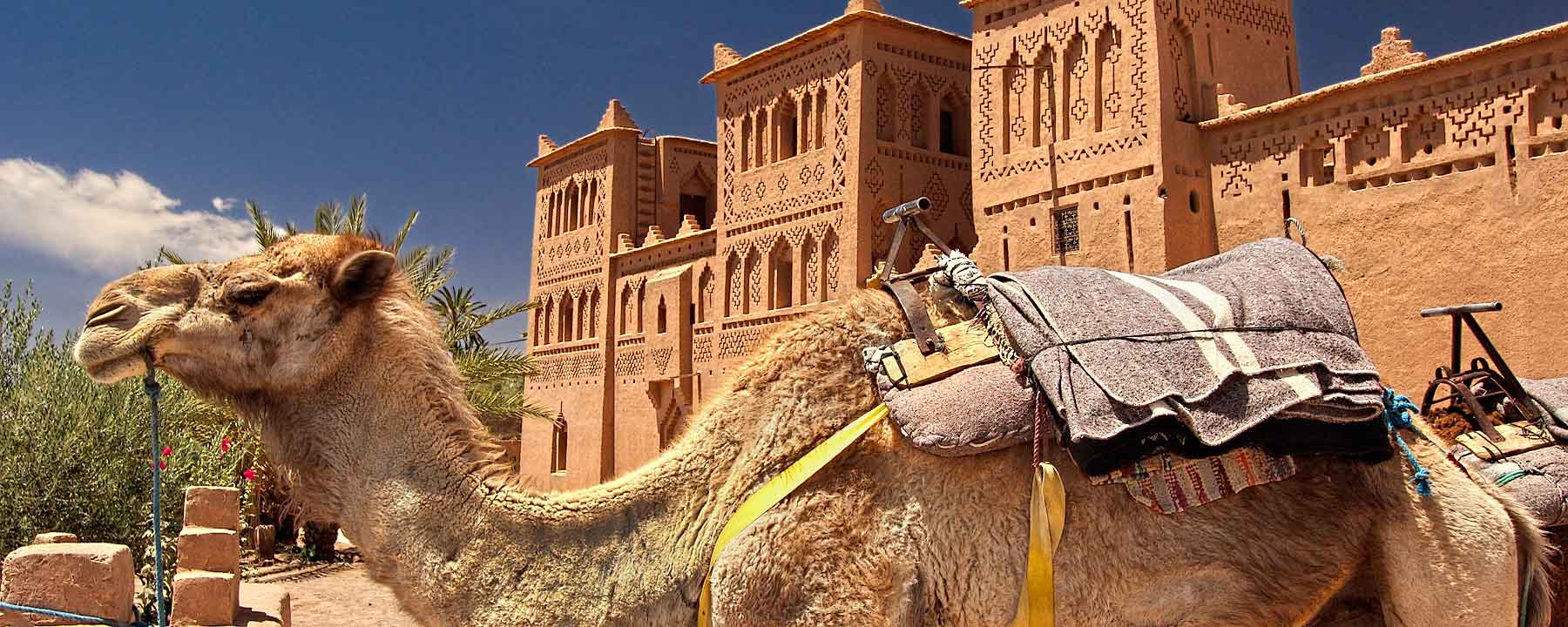 Morocco Ouarzazate Camel Sahara Desert