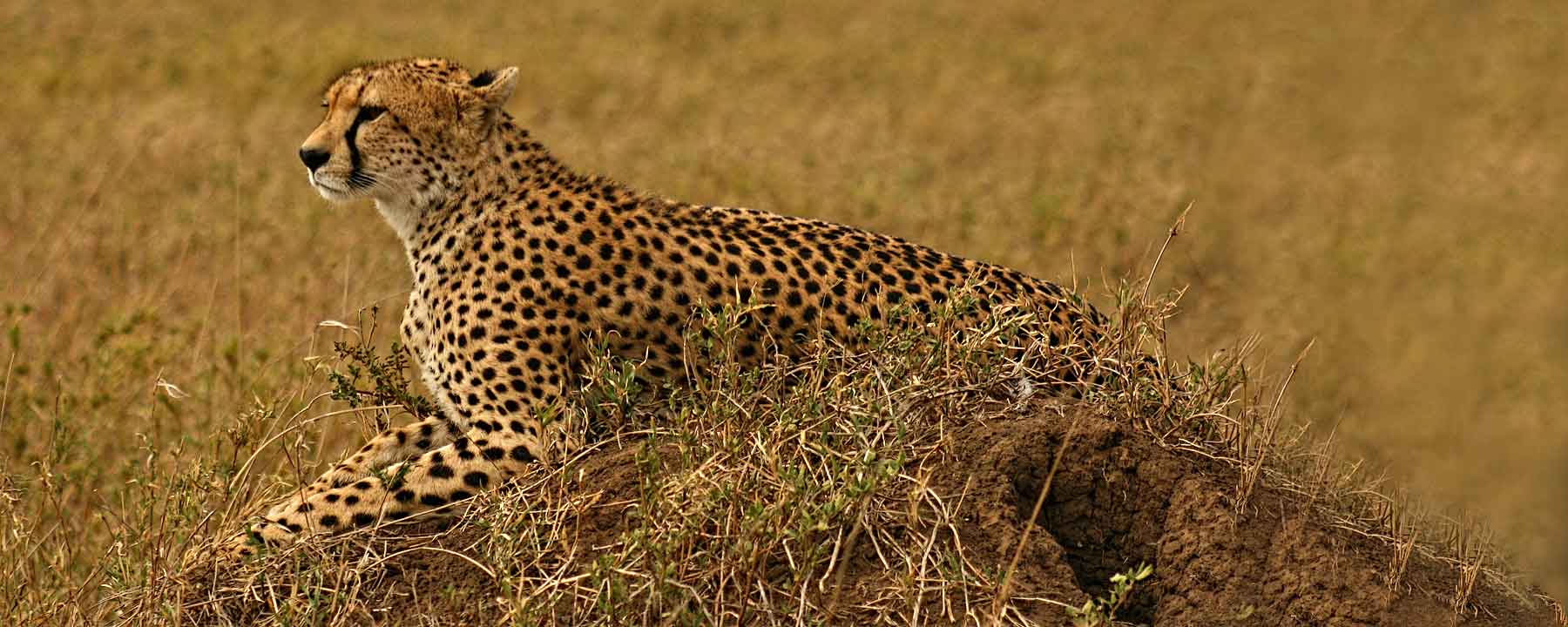 Tanzania Cheetah Serengeti