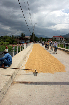 Farmer spreads his rice grains on the bridge to dry