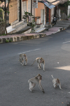 Monkeys from the Monkey Forest in Ubud