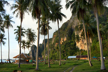 The northwest part of Phi Phi island has towering palm tree groves and limestone cliffs