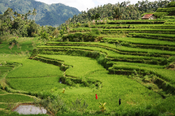 rice terraces of Bali