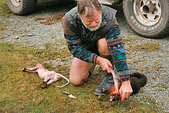 Skinning a possum in New Zealand