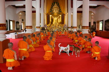 Chanting monks ceremony at Wat Phra Singh in Chiang Mai, Thailand