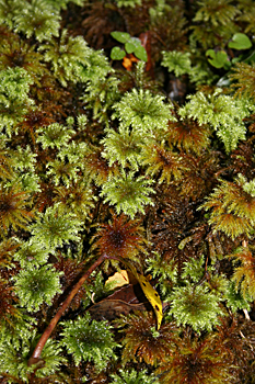 Sub-tropical vegetation on the Douglas Trail Franz Josef New Zealand