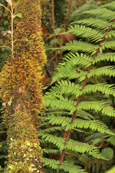 Ferns on the Douglas Trail Franz Josef New Zealand