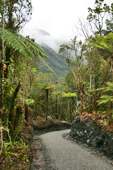 Sub-tropical vegetation along the Douglas Trail Franz Josef New Zealand